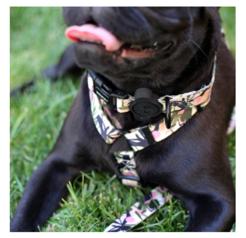 BRNX COLLAR S FOREST PINK
