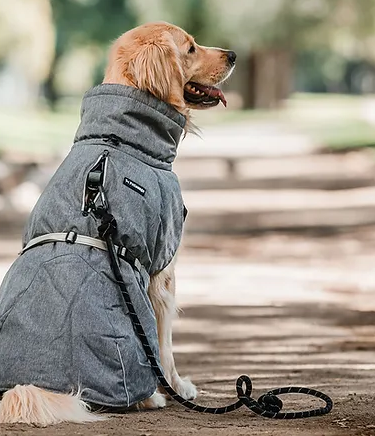 Parka Dry And Comfy Gris XL