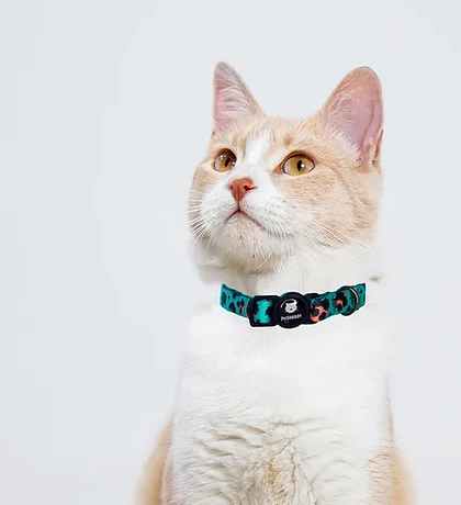 Collar Gato Mind Leopard S