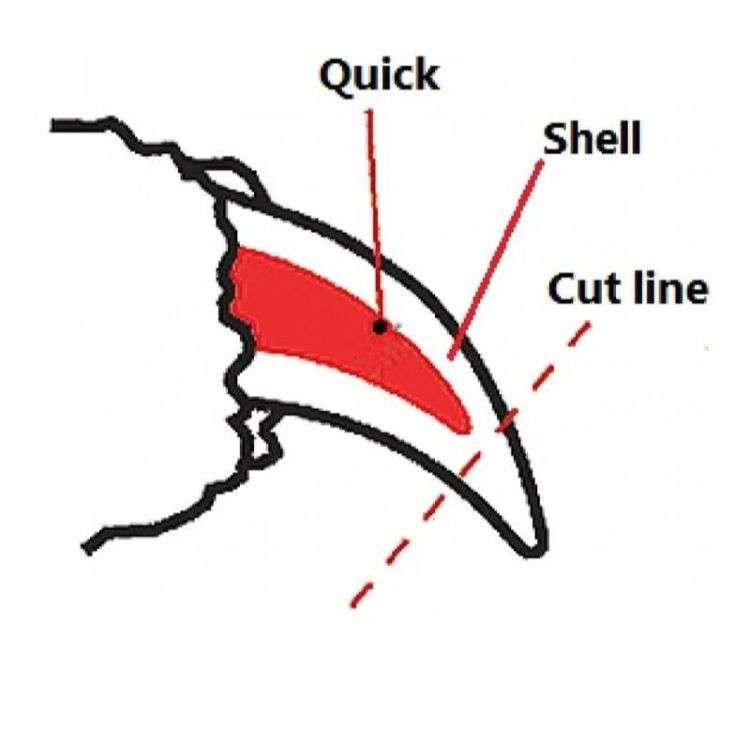 FP APLICATE CORTA - UÑAS SMALL